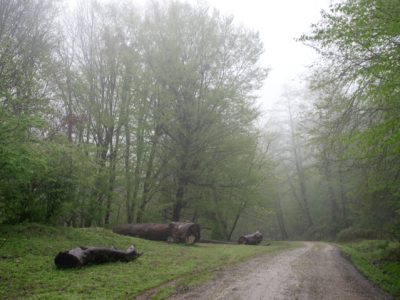 تراژدی هیرکانی در سپیدهدم زمستان