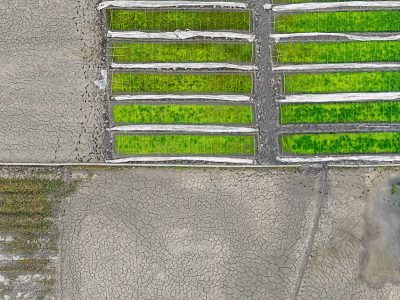 وقتی مکانیزاسیون به تهدید معیشت کشاورزان بدل می‌شود