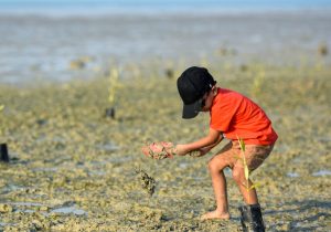 ۸۰۰ هکتار از اراضی نوار ساحلی شمال کشور درختکاری شد