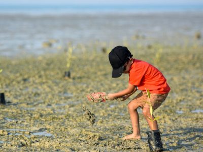 ۸۰۰ هکتار از اراضی نوار ساحلی شمال کشور درختکاری شد
