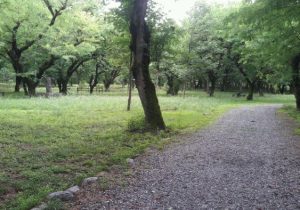 جنگل در دوراهی «سرمایهگذار» یا «بومیان»؟