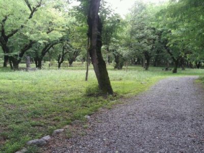 جنگل در دوراهی «سرمایهگذار» یا «بومیان»؟