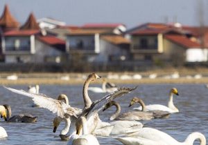 وداع سپیدبالان با تالابهای مازندران؛ سفر به دیار یخ آغاز شد