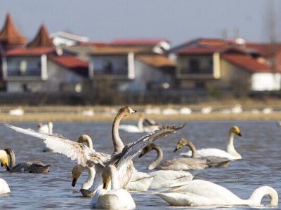 وداع سپیدبالان با تالاب‌های مازندران؛ سفر به دیار یخ آغاز شد