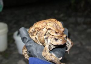 وقتی سمن‌ها خلأ نظارت را جبران می‌کنند