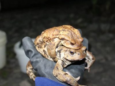 وقتی سمن‌ها خلأ نظارت را جبران می‌کنند