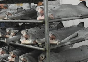 جهش ۵۰ درصدی صادرات آبزیان از دیار خزر به بازارهای هدف