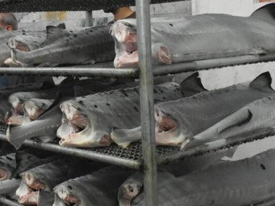 جهش ۵۰ درصدی صادرات آبزیان از دیار خزر به بازارهای هدف