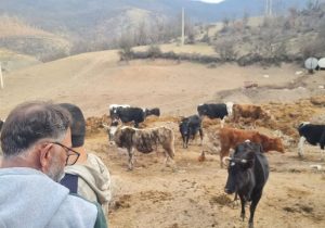 اجرای فاز عملیاتی طرح ۵ ساله دامداری‌های پیشرو در سوادکوه