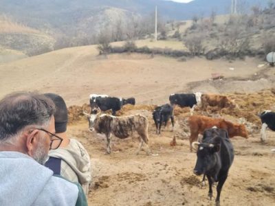 اجرای فاز عملیاتی طرح ۵ ساله دامداری‌های پیشرو در سوادکوه