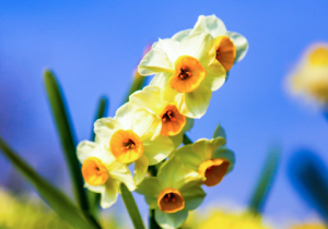 ضیافت عطر و سرمایه در شالیزارهای زمستانی