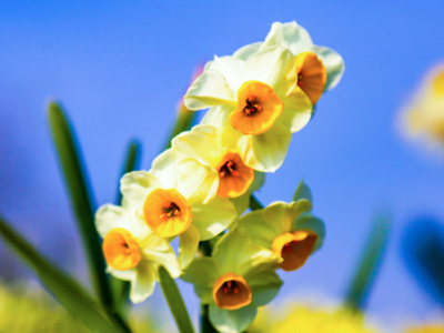 ضیافت عطر و سرمایه در شالیزارهای زمستانی