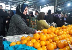 تکاپوی پایتخت کشاورزی ایران در آستانه سال نو