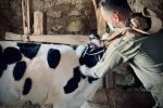 پوشش ۹۵ درصدی طرح پایش تب مالت در بین دامهای مازندران