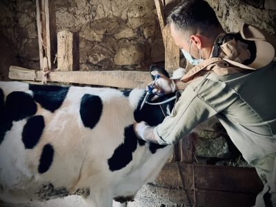 پوشش ۹۵ درصدی طرح پایش تب مالت در بین دامهای مازندران