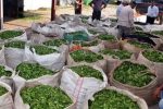 لبخند چایکاران رامسری به نرخ‌های جدید؛ افزایش ۷۲ درصدی قیمت خرید تضمینی چای