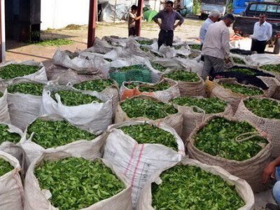 لبخند چایکاران رامسری به نرخ‌های جدید؛ افزایش ۷۲ درصدی قیمت خرید تضمینی چای