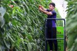  ۵۷ هزار تن کیوی و ۹۵ هزار تن مرکبات روانه بازارهای جهانی شد
