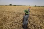  هیچ محدودیتی برای خرید گندم مازاد نداریم