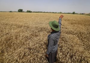  هیچ محدودیتی برای خرید گندم مازاد نداریم