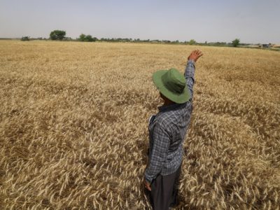  هیچ محدودیتی برای خرید گندم مازاد نداریم