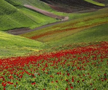 پیش‌بینی برداشت ۹۲۰ تن کلزا از مزارع جویبار