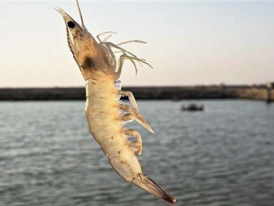 آغاز فصلی نو در آبزی‌پروری مازندران؛ فناوری‌های نوین در خدمت اقتصاد دریامحور