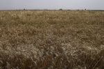 از دستان سبز کشاورزان تا سفره‌های ملی؛ زنجیره نجات روستاها با طلای زرد