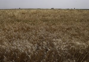 از دستان سبز کشاورزان تا سفره‌های ملی؛ زنجیره نجات روستاها با طلای زرد