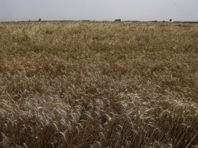 از دستان سبز کشاورزان تا سفره‌های ملی؛ زنجیره نجات روستاها با طلای زرد