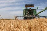 طلای زرد در مسیر سیلوها / خرید تضمینی گندم مازندران از مرز ۳۰ هزار تن عبور کرد