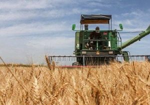طلای زرد در مسیر سیلوها / خرید تضمینی گندم مازندران از مرز ۳۰ هزار تن عبور کرد