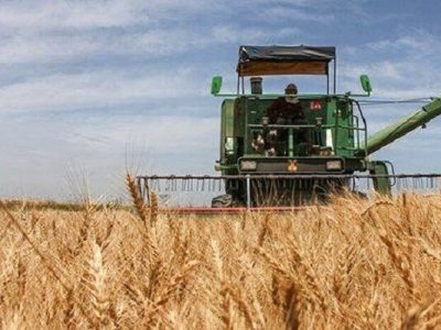 طلای زرد در مسیر سیلوها / خرید تضمینی گندم مازندران از مرز ۳۰ هزار تن عبور کرد