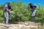 مدرسه‌ای که باغ شد؛ عطر گل و گلاب در کجور پیچید