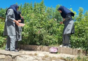مدرسه‌ای که باغ شد؛ عطر گل و گلاب در کجور پیچید