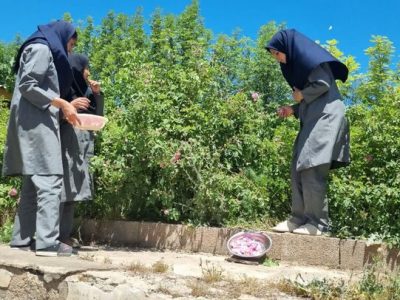 مدرسهای که باغ شد؛ عطر گل و گلاب در کجور پیچید