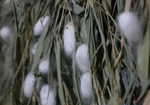 نوغانداری در بابل جان تازه می‌گیرد؛ احیای میراث چند هزار ساله ابریشم