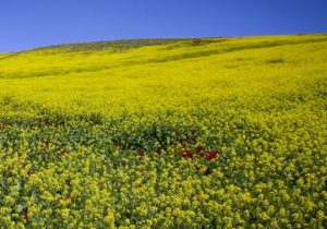 کلزا در مسیر تثبیت؛ برداشت ۴۲ تن محصول از مزارع نور