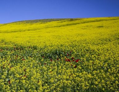 کلزا در مسیر تثبیت؛ برداشت ۴۲ تن محصول از مزارع نور