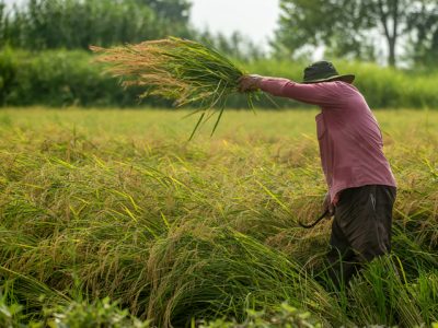 واردات برنج در فصل برداشت؛ آزمون سیاستگذاری میان امنیت غذایی و امنیت تولید