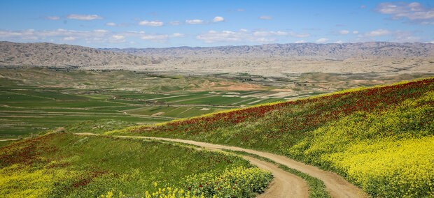 کلزا در سایه خشکسالی؛ برداشت ۱۵ هزار تن از مزارع مازندران کلزا در سایه خشکسالی؛ برداشت ۱۵ هزار تن از مزارع مازندران