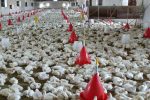 مرغ مازندران بر سر دو راهی؛ نقشه راهی برای نجات صنعت طیور