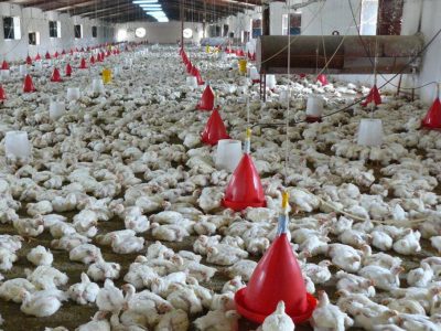 مرغ مازندران بر سر دو راهی؛ نقشه راهی برای نجات صنعت طیور