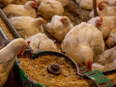 نقشه راه جدید برای صنعت طیور مازندران؛ از افزایش بهره‌وری تا نوسازی مرغداری‌ها