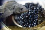 خاویار مازندران؛ مروارید سیاه در مسیر اقتصاد