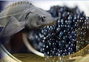 خاویار مازندران؛ مروارید سیاه در مسیر اقتصاد