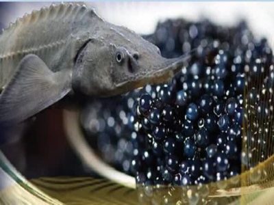 خاویار مازندران؛ مروارید سیاه در مسیر اقتصاد