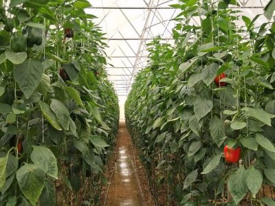 از کشاورزی سنتی تا صنعت گلخانه‌ای؛ مدل جدید اشتغال در میاندورود با هدف چهار برابر شدن تولیدات