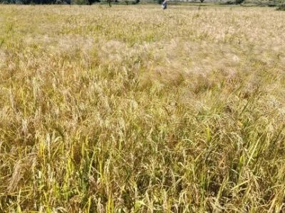 ۲۰٪ محصول بیشتر، ۲۰٪ آب کمتر؛ «طرح جهش تولید» چگونه معادله‌ی کشت برنج را تغییر داد؟