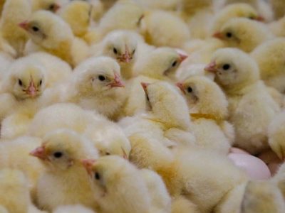 ثبت ۱۷.۲ میلیون قطعه جوجهریزی در مازندران؛ رتبه نخست کشور در شهریور ماه